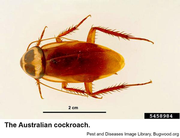Australian cockroaches resemble American cockroaches